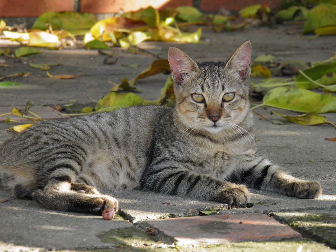 cat-176994_1280.jpg